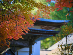 2022-11-12_大雄寺-2