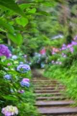 2025-06-21_あじさい坂-3