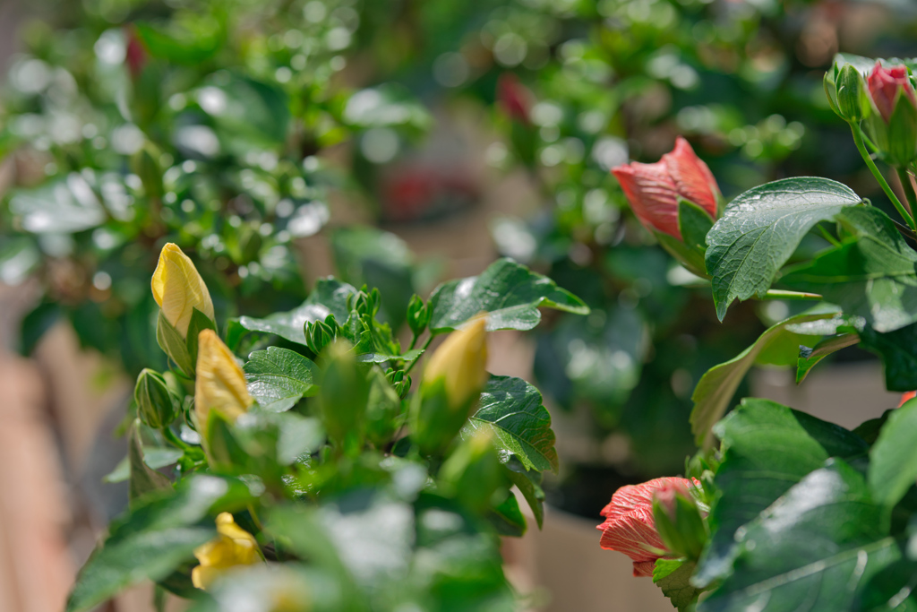 2020-05-23_足利フラワーパーク(9)