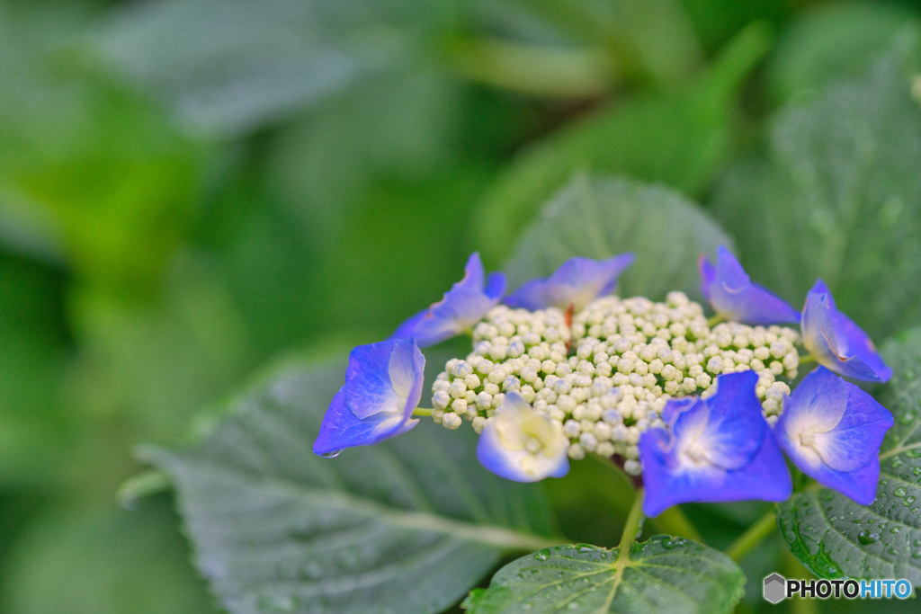 紫陽花(2)