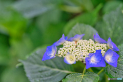 紫陽花(2)