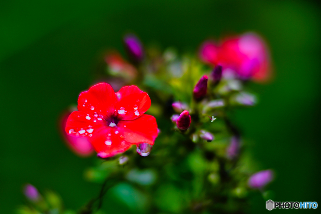 2020-09-06_上三依水生植物園(2)