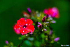 2020-09-06_上三依水生植物園(2)