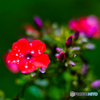 2020-09-06_上三依水生植物園(2)