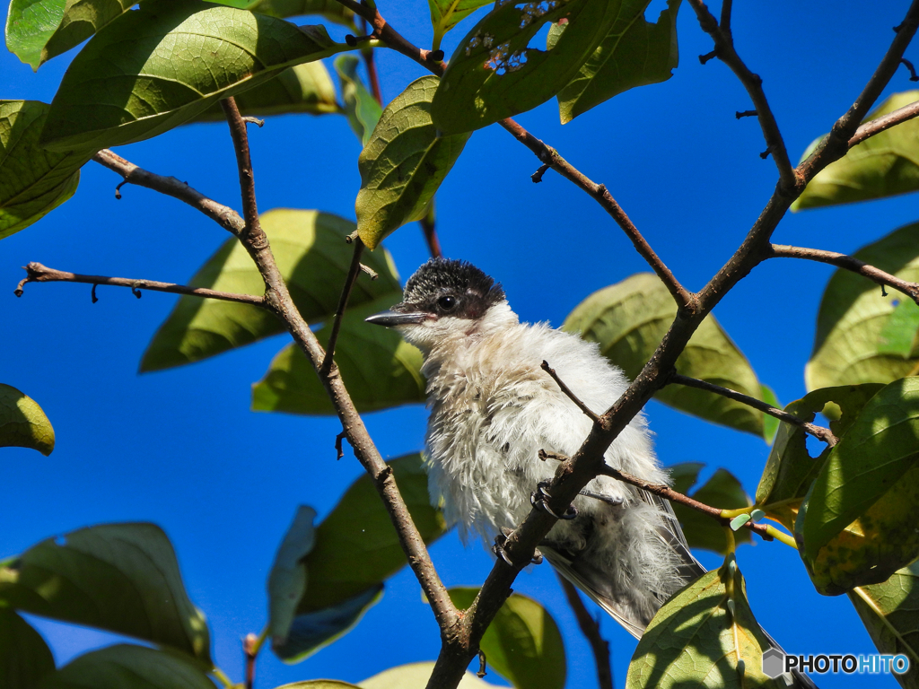 2022-09-11_栃木県 中央公園-4