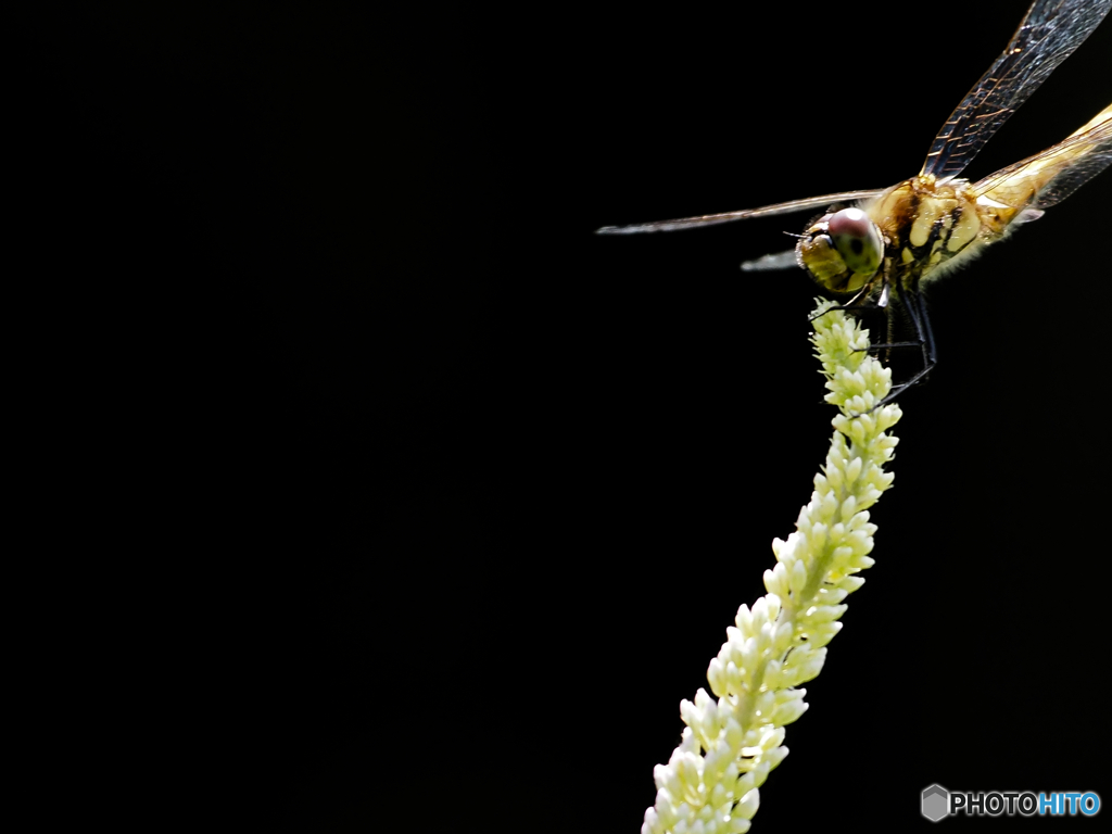 2021-07-23_トンボ