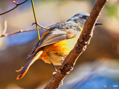 2021-02-13_野鳥(7)