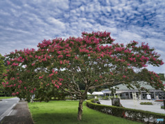 2022-07-31_栃木県 井頭公園-3