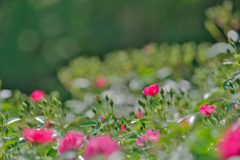 2020_井頭公園(2)