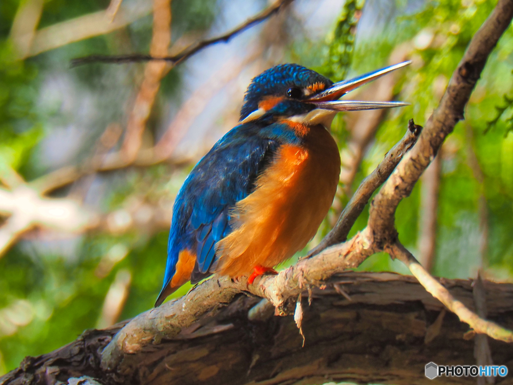 2021-12-25_栃木県 井頭公園-1