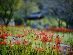 2025-09-27_瑠璃光山 常楽寺(録事尊)-3