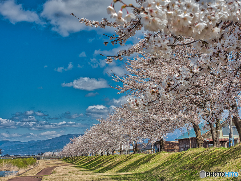 2021-04-10_宮川千本桜(福島県)
