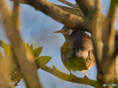 2020-12-13_大洗サンビーチ(4)