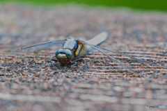 2021-06-05_日光散策-4