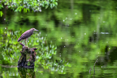 2023-08-13_栃木県 井頭公園-1