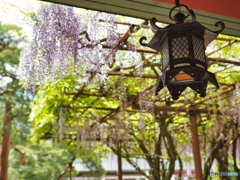 2022-05-03_笠間稲荷神社-3