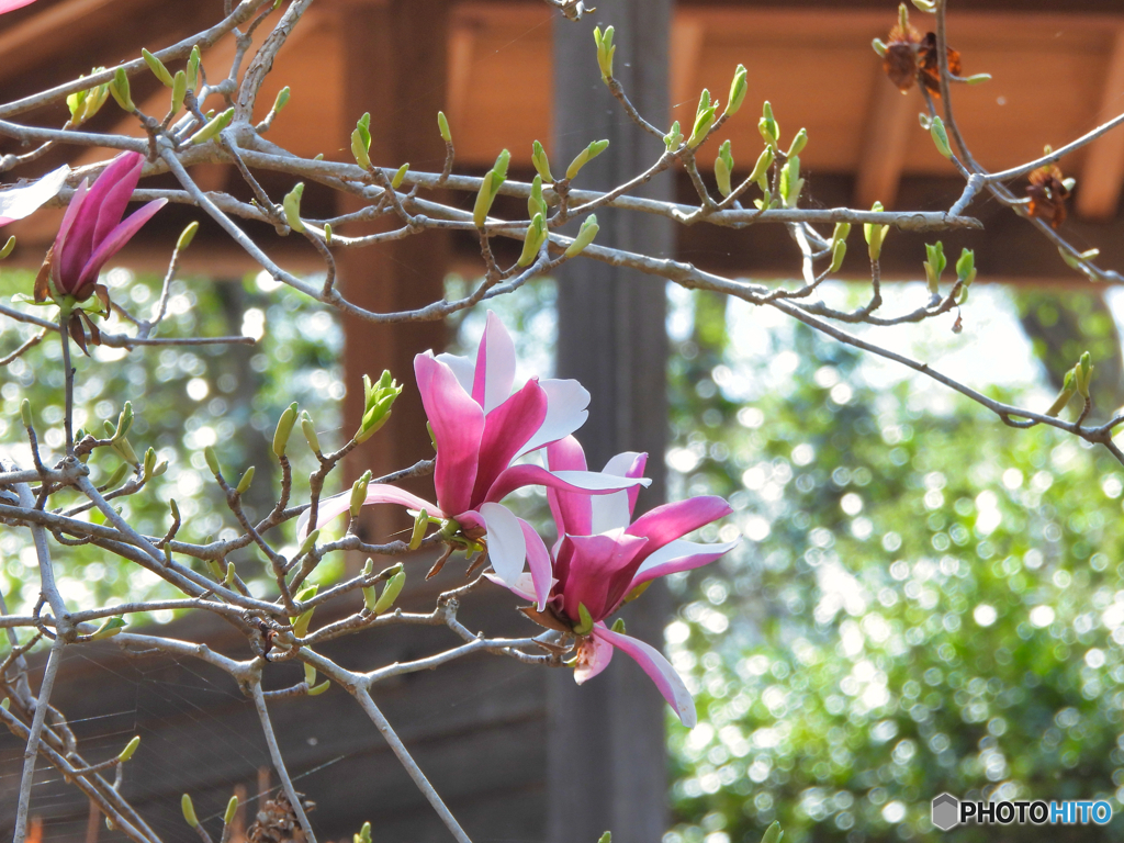 2022-04-10_栃木県 井頭公園