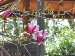 2022-04-10_栃木県 井頭公園