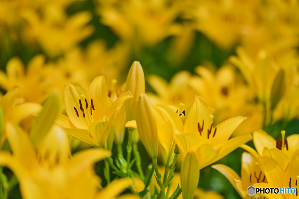 2020-06-27_ユリ(2)