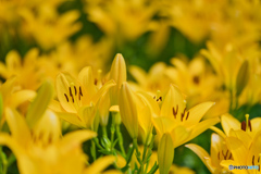 2020-06-27_ユリ(2)