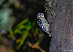 2022-12-18_栃木県 中央公園-2
