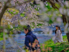 2025-04-27_観音寺川の桜並木-1