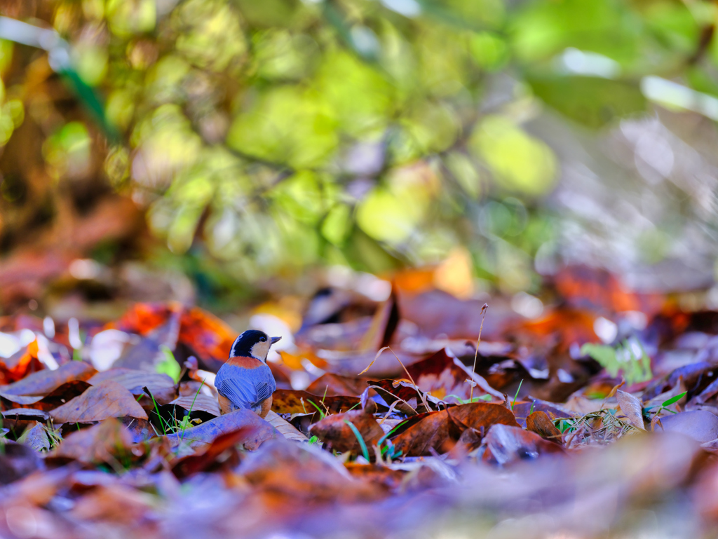 2025-11-24_栃木県井頭公園-4