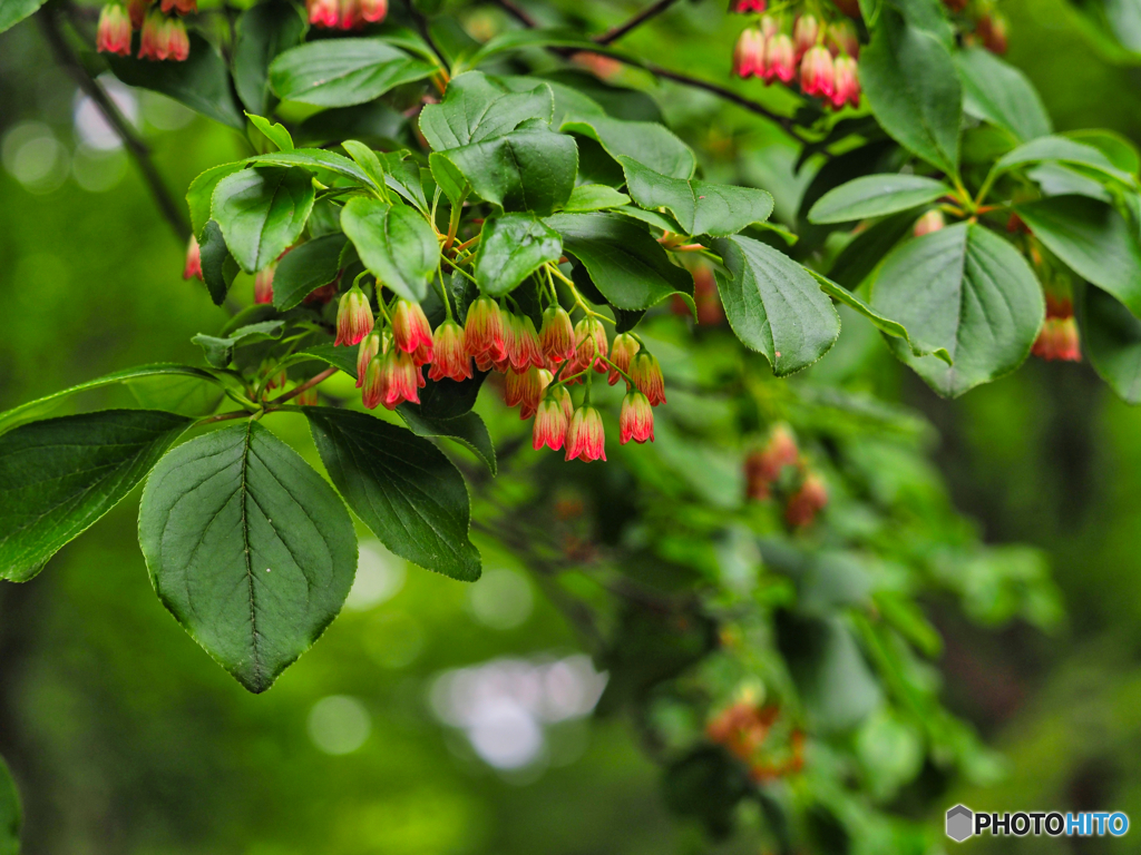 2021-05-29_那須散策-10