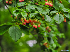 2021-05-29_那須散策-10