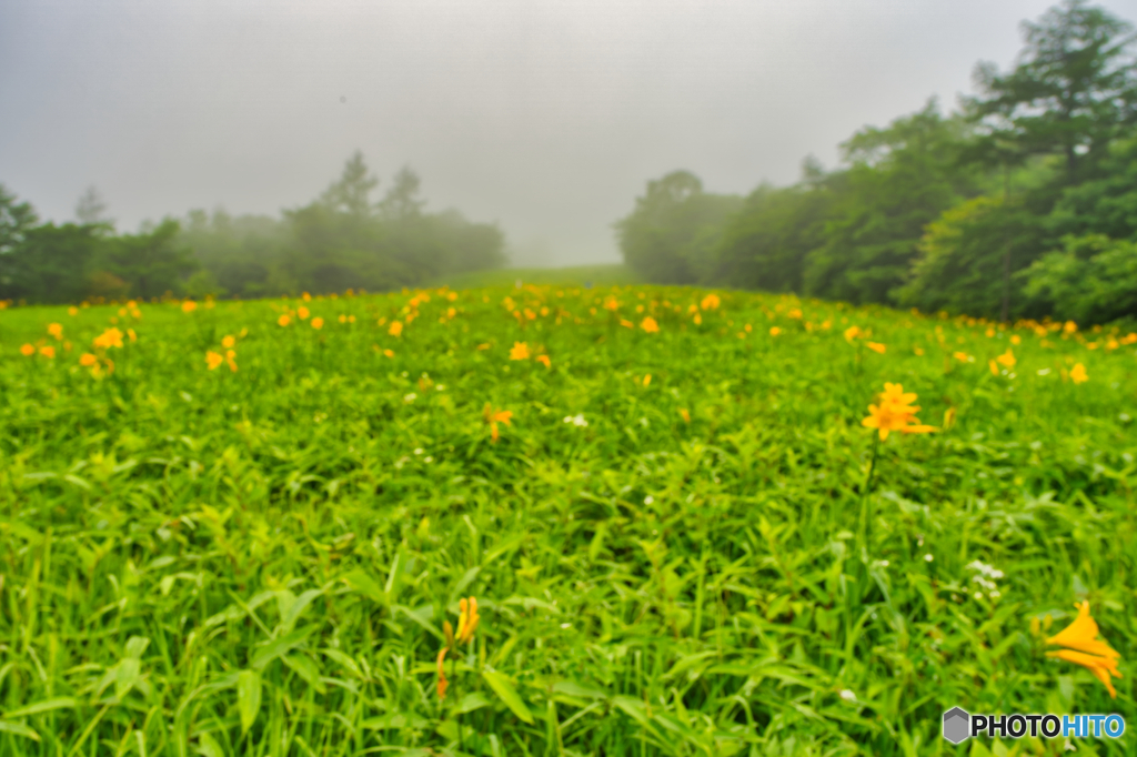 2020-06-28_ニッコウキスゲ(2)