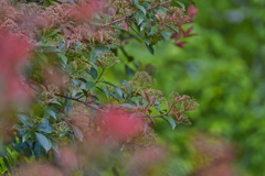 2023-04-29_長岡公園-1