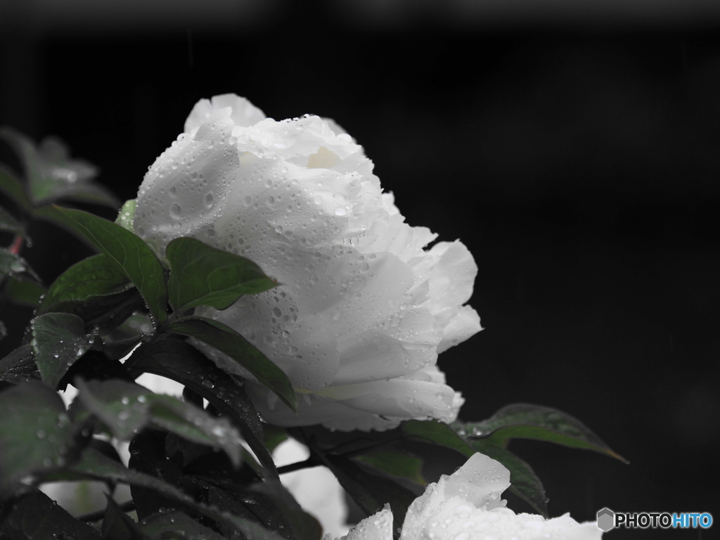 2021-04-29_朝散歩-2