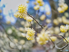 2022-03-26_八幡山公園-3