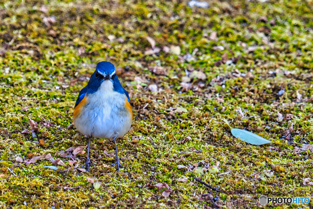 2021-02-06_野鳥(3)