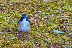 2021-02-06_野鳥(3)