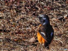 2021-01-10_野鳥(5)_鳥野目 河川公園