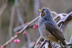 2023-02-23_栃木県中央公園-3