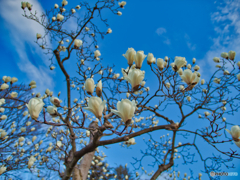 2021-03-14_コブシ　モクレン?