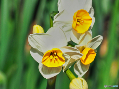 2021-01-09_金滝山 清水寺(7)