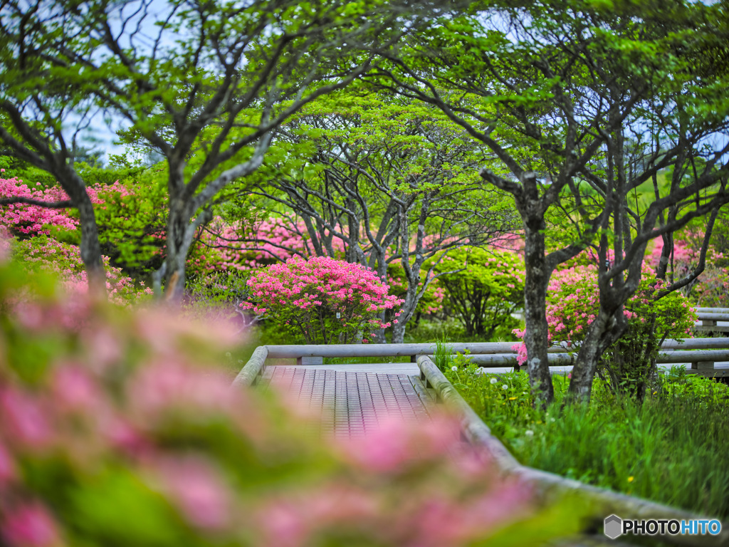 2022-05-21_八幡ツツジ群落-1