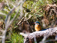 2026-01-06_栃木県井頭公園-2