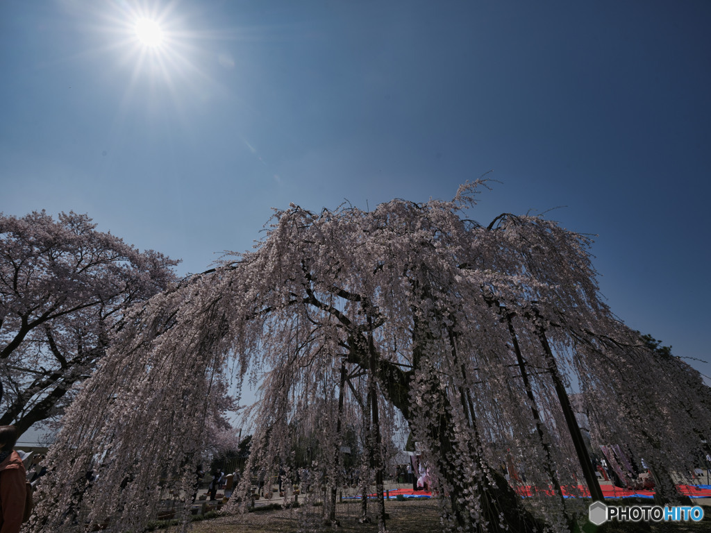2023-04-01_孝子桜