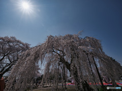 2023-04-01_孝子桜