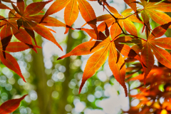 2021-05-04_平柳星宮神社-2