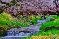 2021-04-17_観音寺川さくら並木-8(福島県)