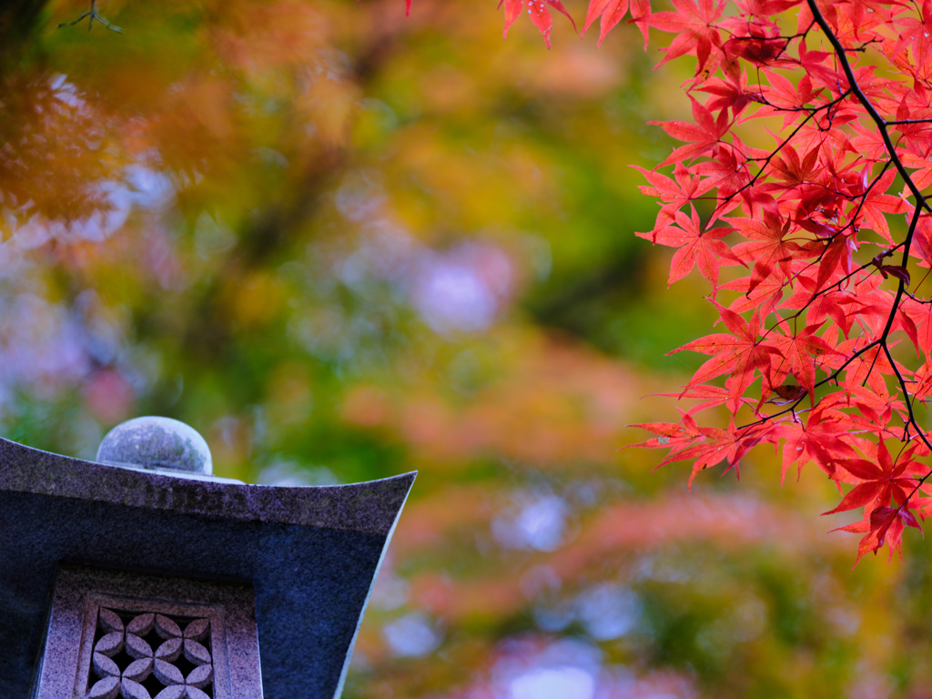 2024-11-17_永源寺(もみじ寺)-2