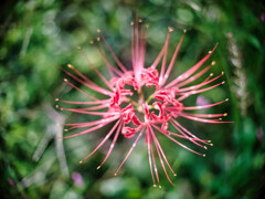 2024-09-29_蓑沢(ミノサワ)彼岸花公園-4