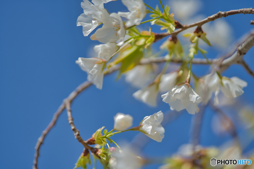 2021-03-27_丸墓山古墳(4)