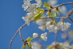 2021-03-27_丸墓山古墳(4)