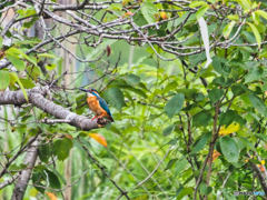 2021-07-03_弁天池(益子町)-2